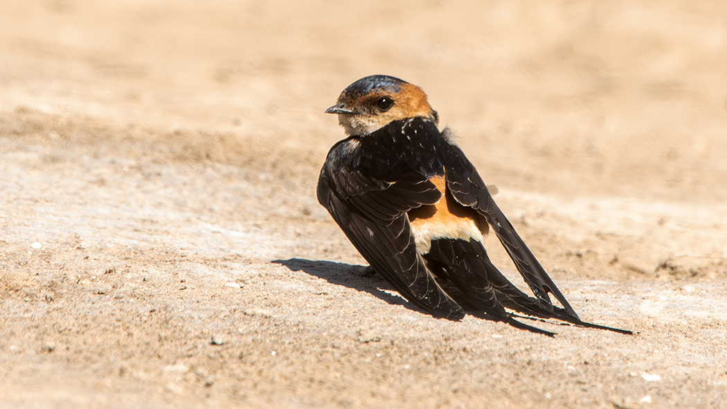 European Red-rumped Swallow