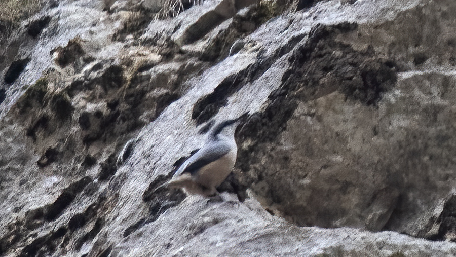 Western Rock Nuthatch