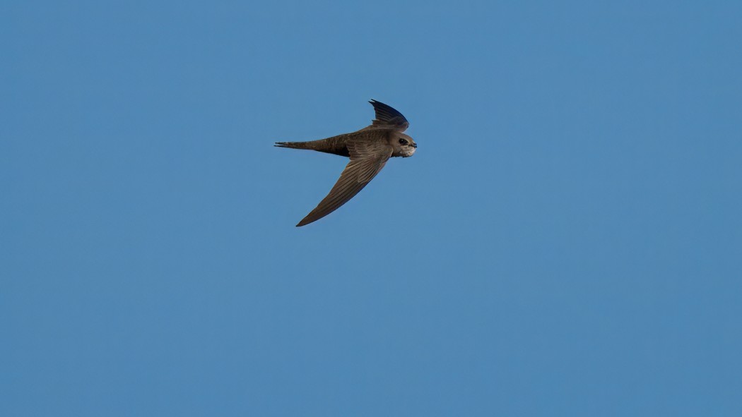 Common Swift