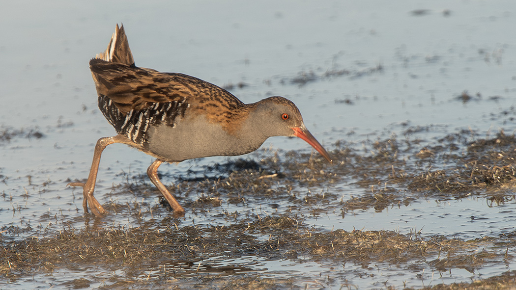 Water Rail