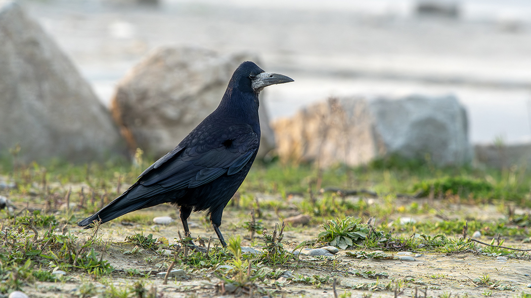 Rook
