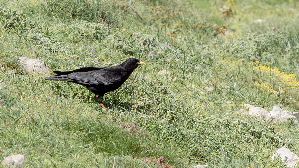 Alpine Chough