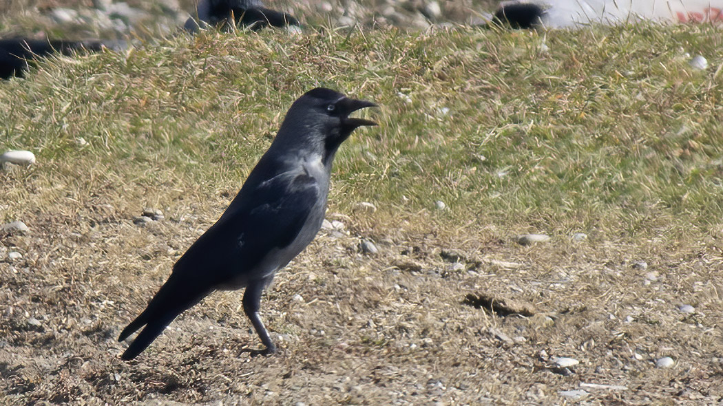 Western Jackdaw