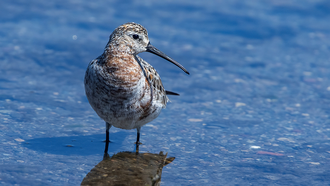 Curlew Sandpiper