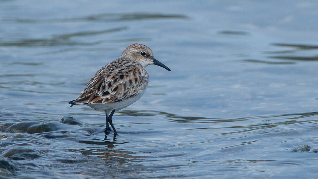 Little Stint