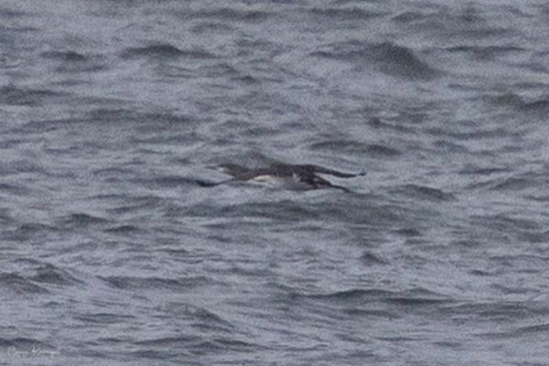 Red-throated Loon