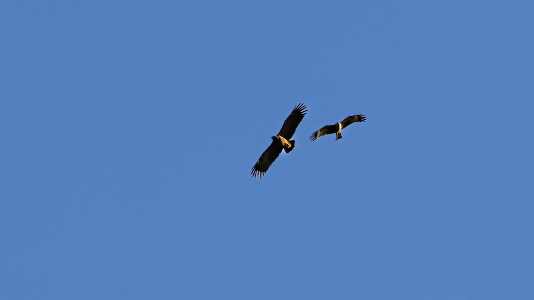 Greater Spotted Eagle