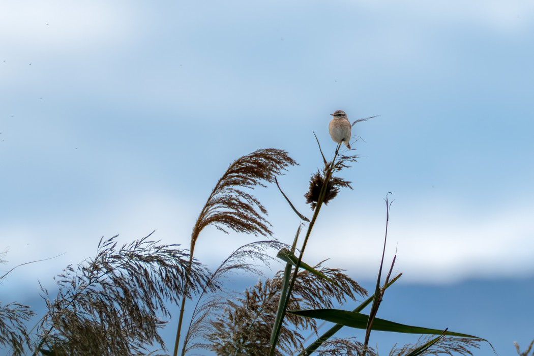 European Stonechat