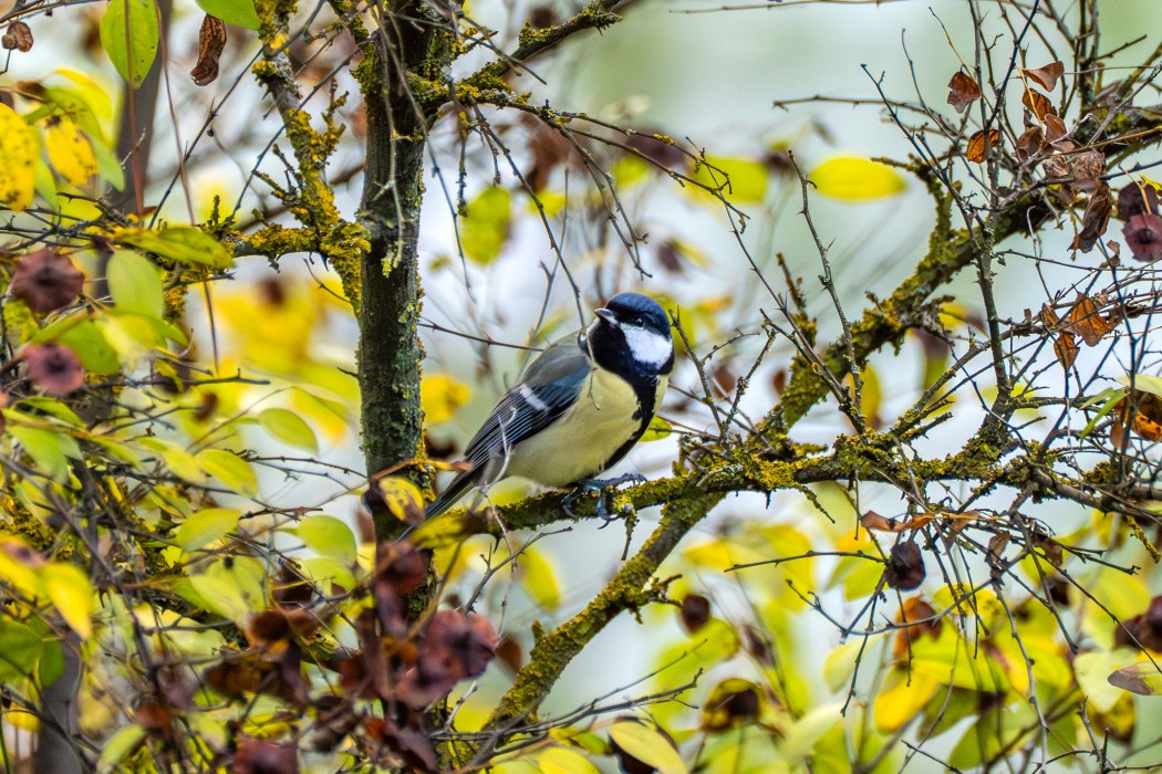 Great Tit