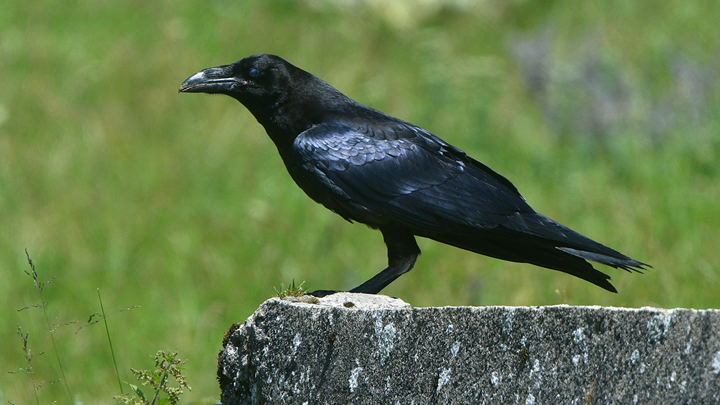 Kuzgun
