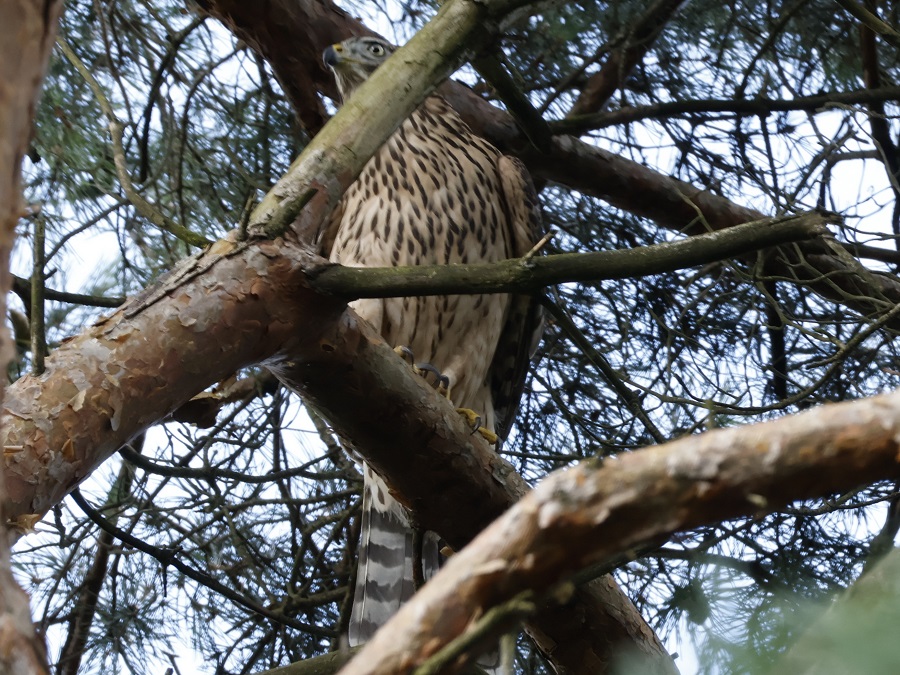 Eurasian Goshawk