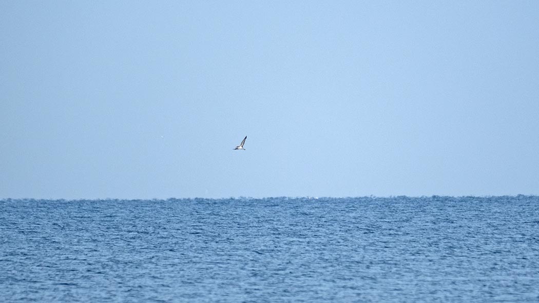 Scopoli`s Shearwater