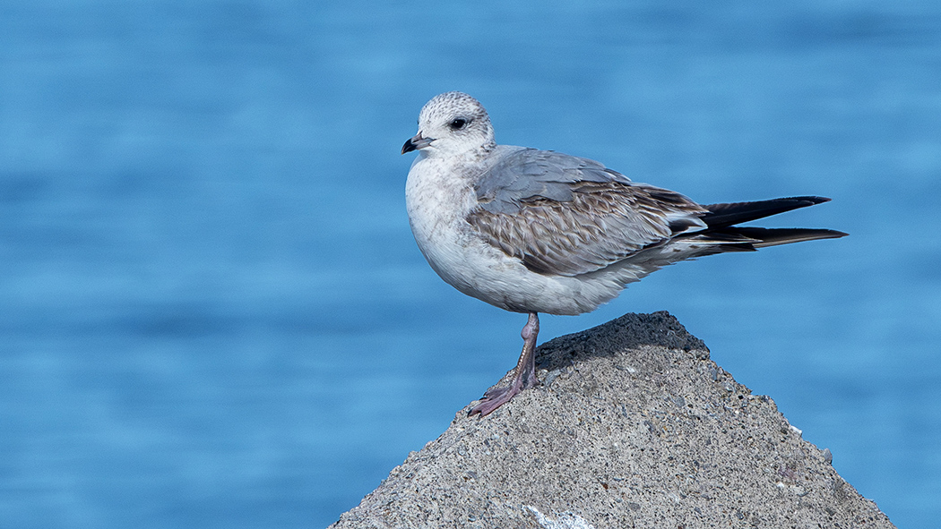 Common Gull