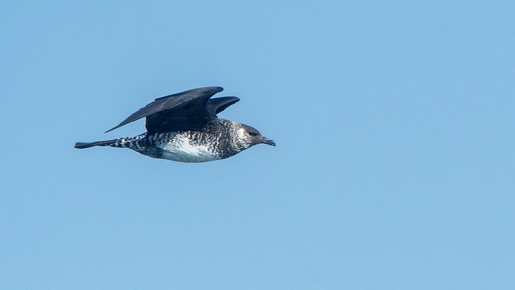 Pomarine Jaeger