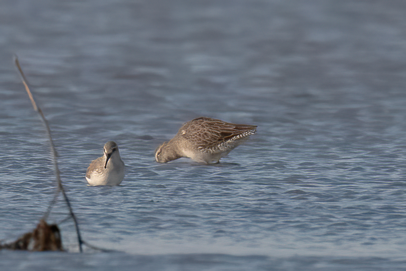 Long-billed Dowitcher