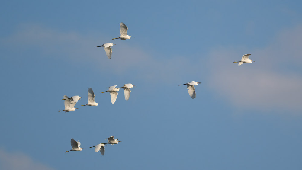 Little Egret