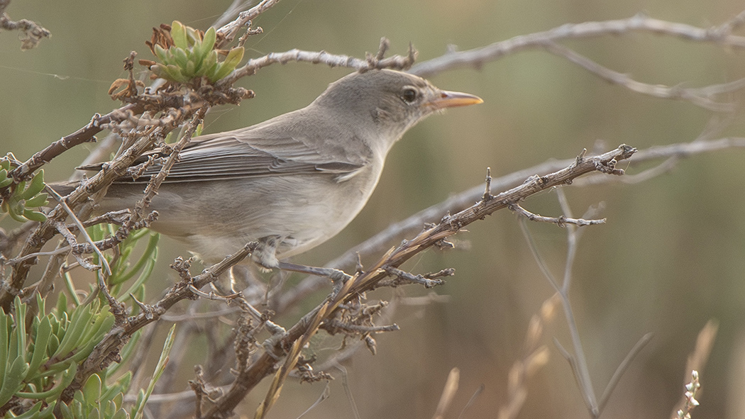 Olive-tree Warbler