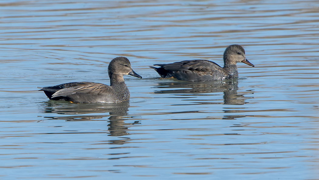 Gadwall
