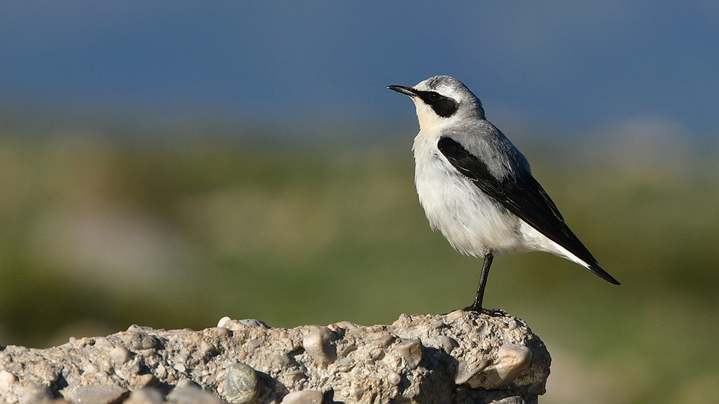 Northern Wheatear