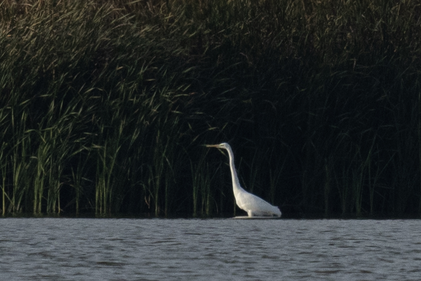 Great Egret