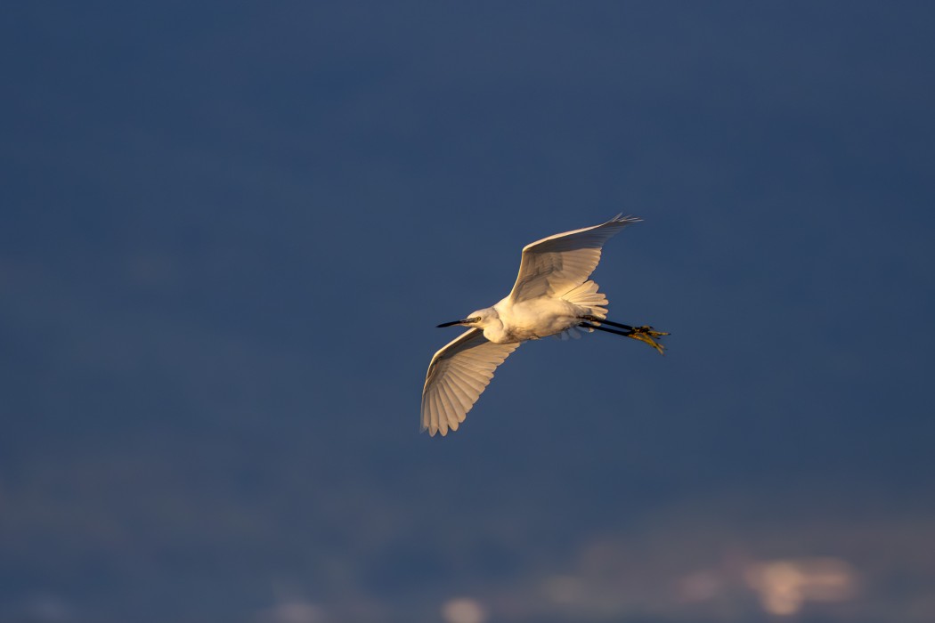 Little Egret