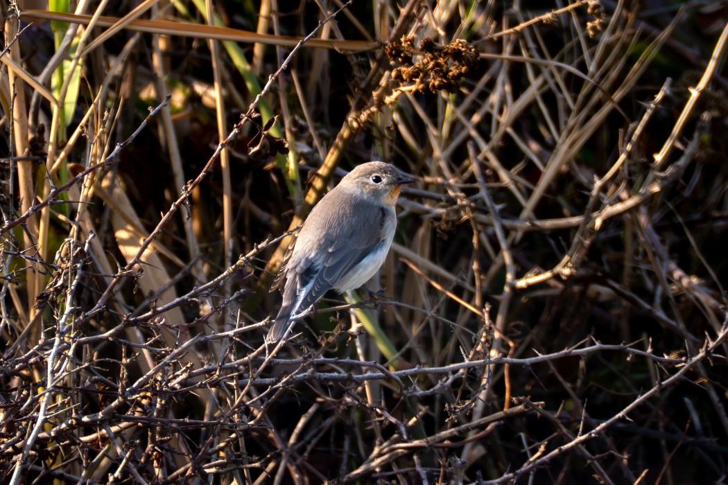 Red-breasted Flycatcher