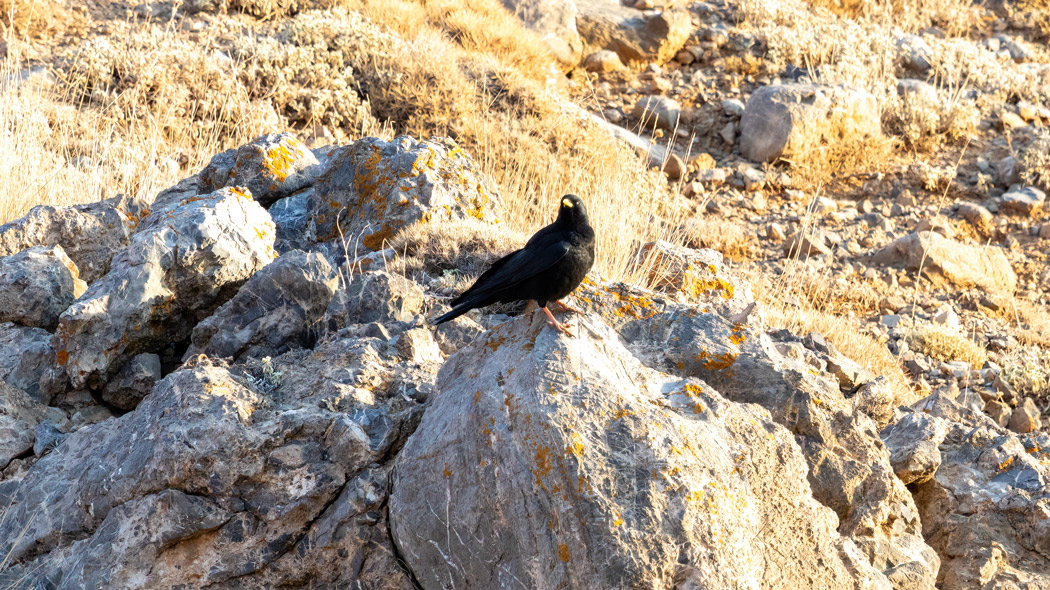 Alpine Chough