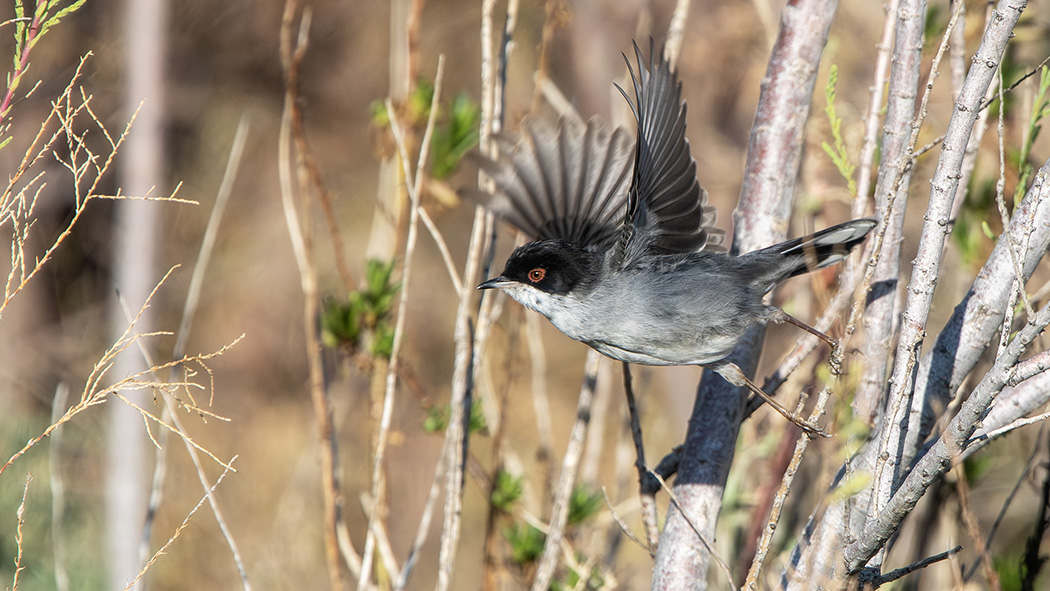Sardinian Warbler