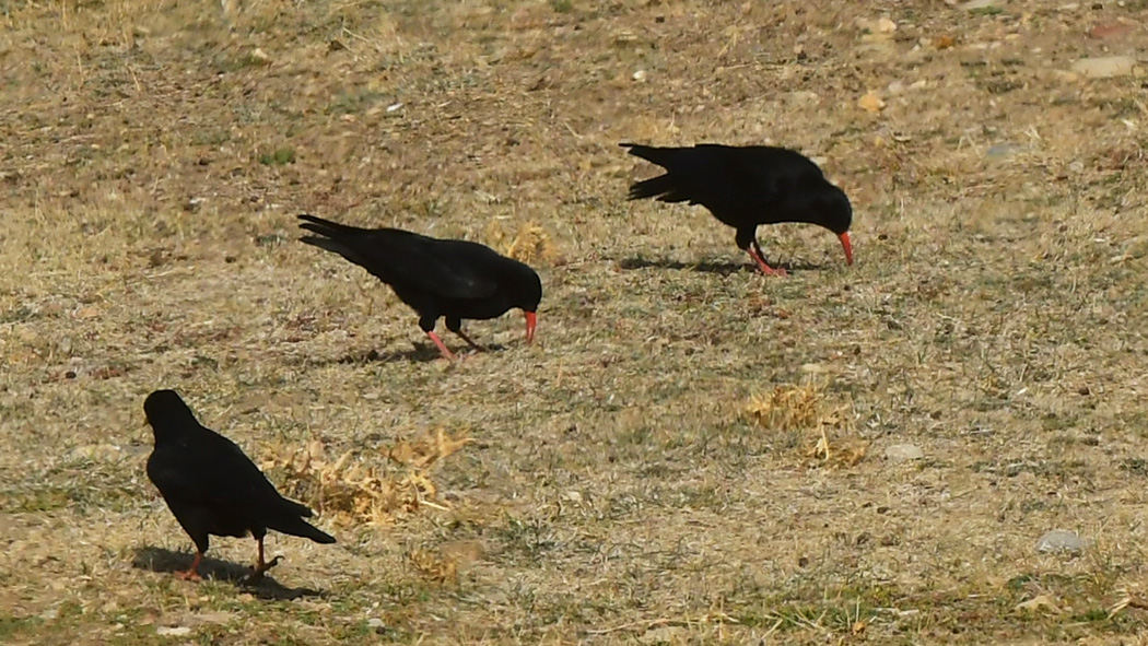 Red-billed Chough
