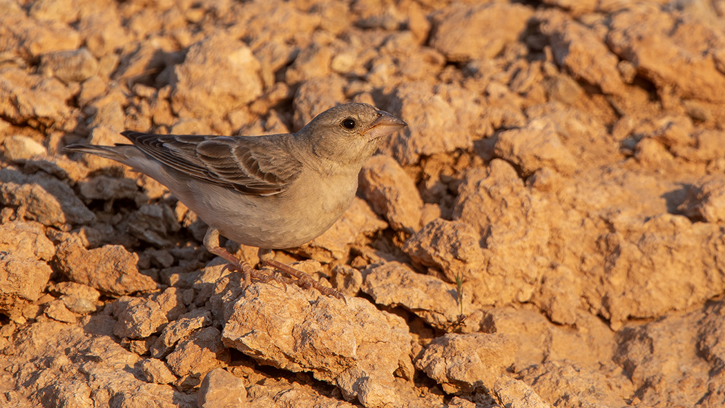 Pale Rockfinch