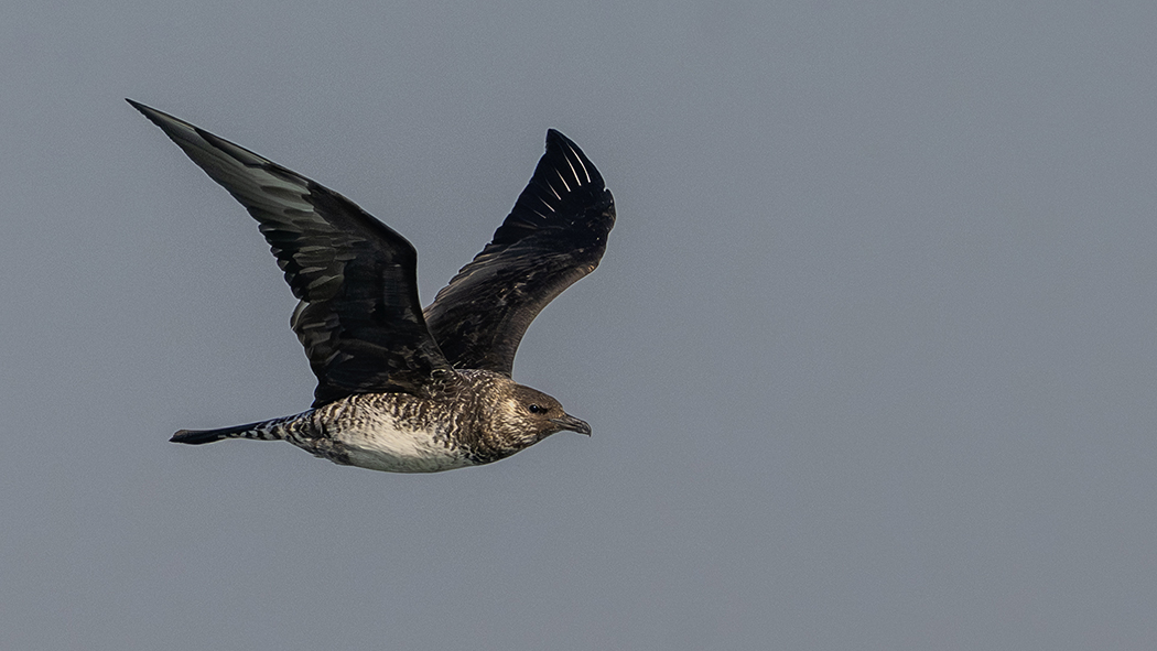 Pomarine Jaeger