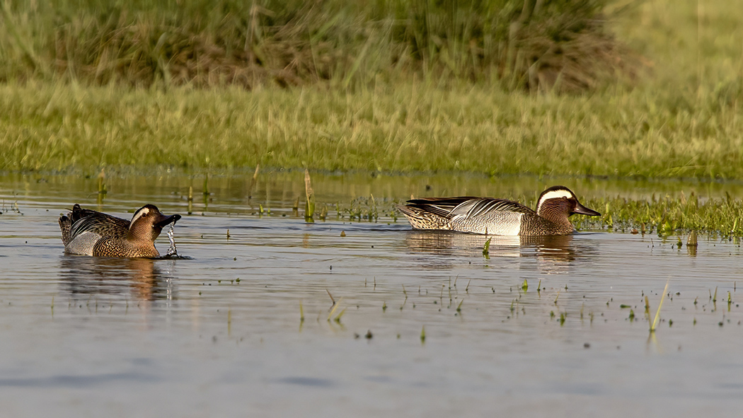 Garganey