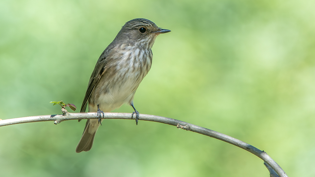 Spotted Flycatcher
