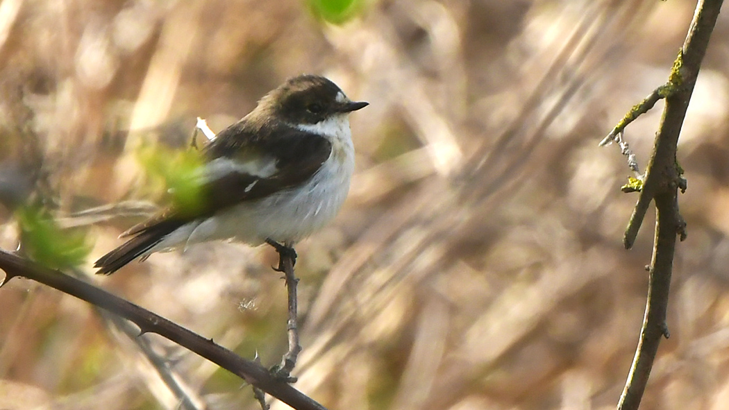 European Pied Flycatcher
