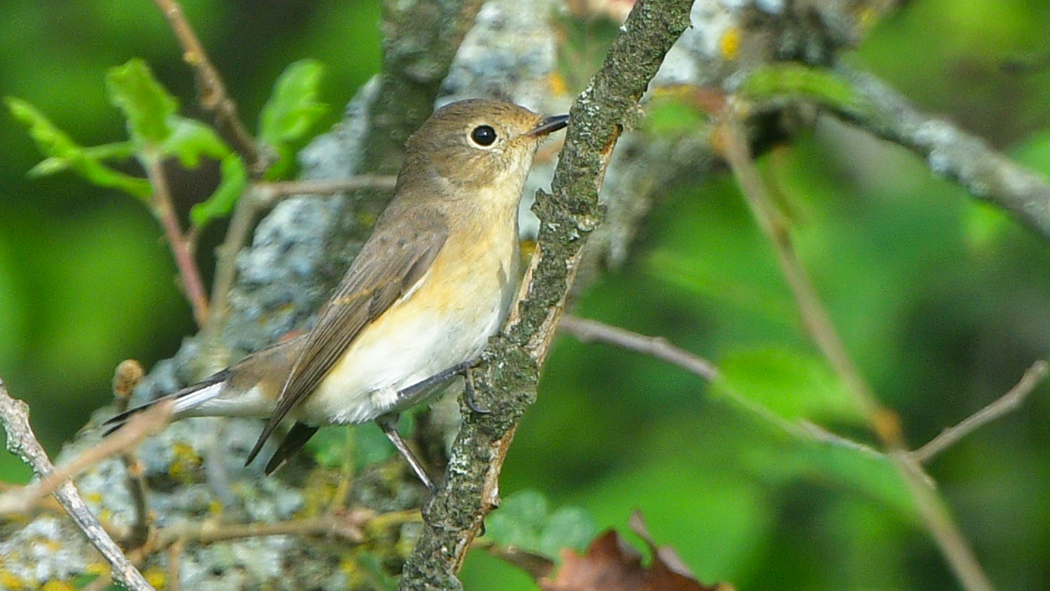 Red-breasted Flycatcher