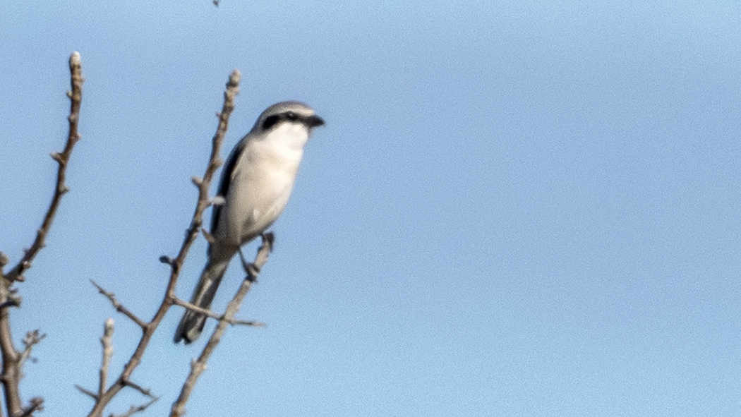 Great Grey Shrike