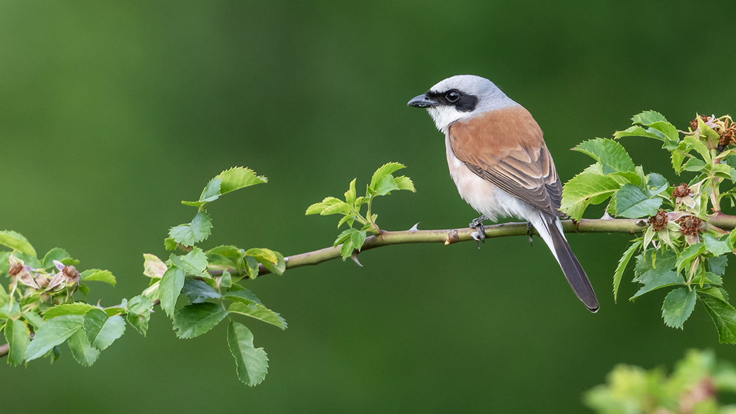 Red-backed Shrike