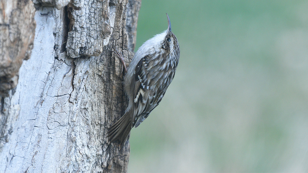 Bahçe Tırmaşıkkuşu