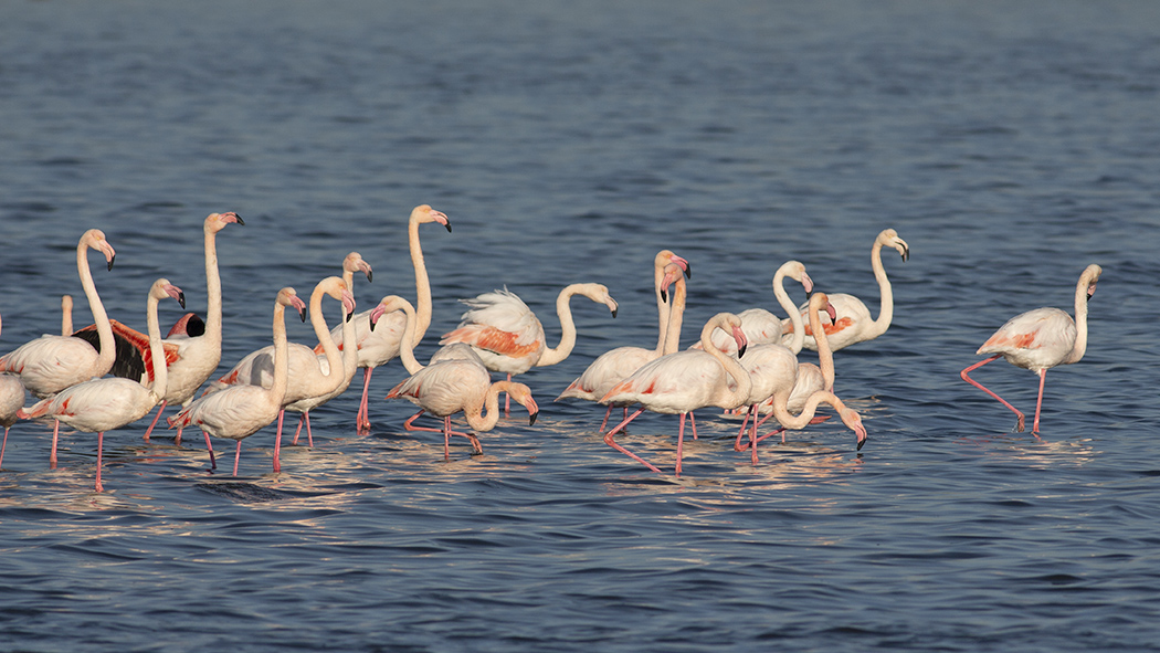 Flamingo