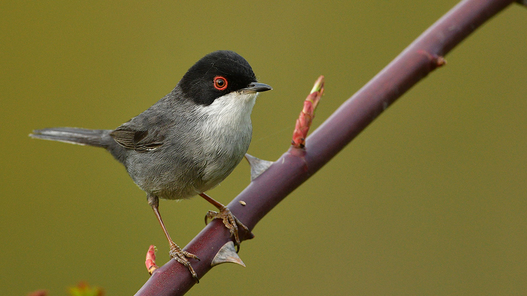 Sardinian Warbler