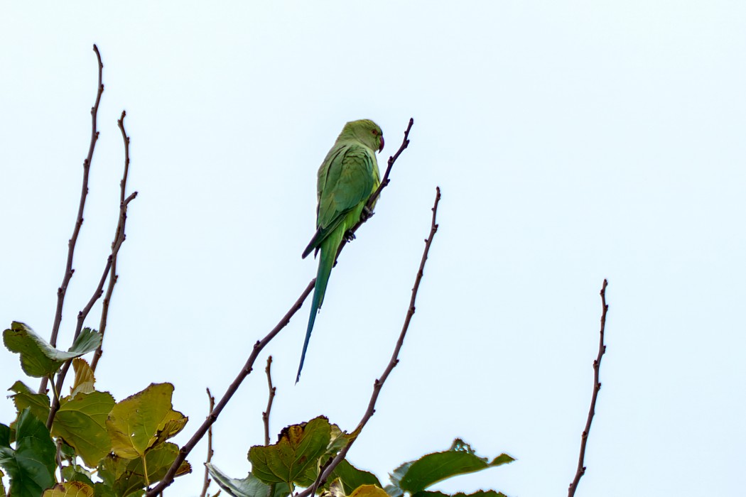 Rose-ringed Parakeet