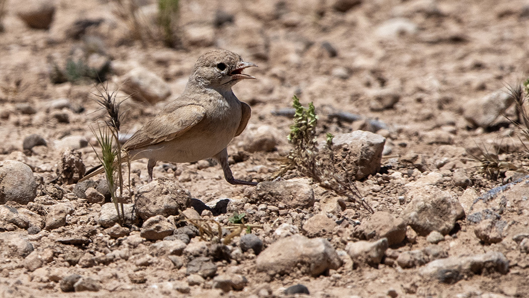 Bar-tailed Lark