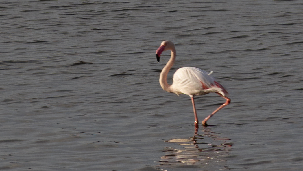 Flamingo