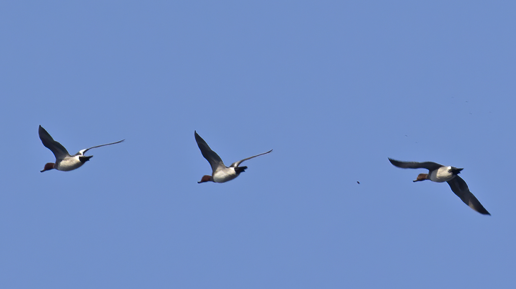 Common Pochard