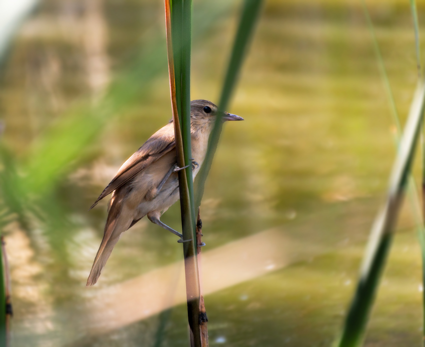 Great Reed Warbler