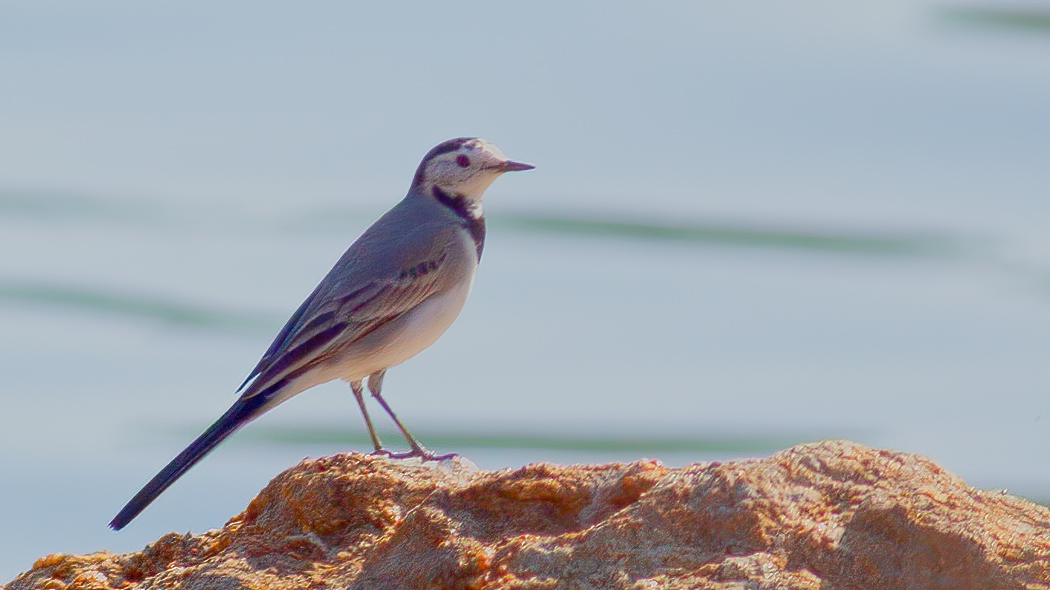 White Wagtail