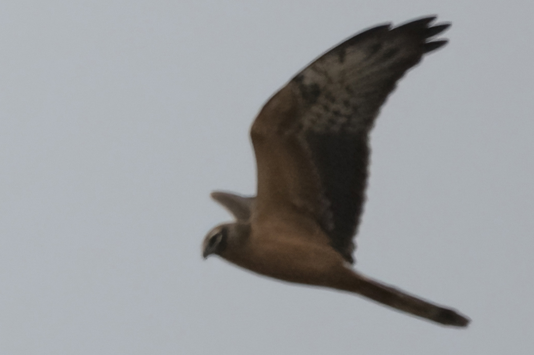 Montagu`s Harrier