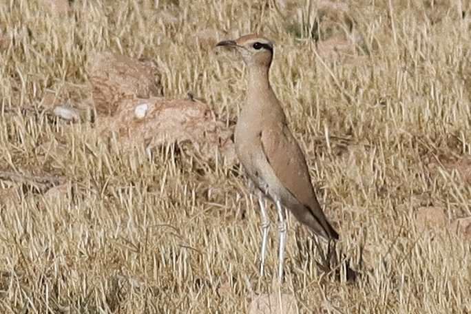 Çölkoşarı