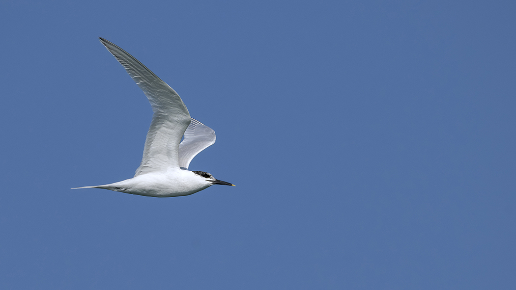 Sandwich Tern