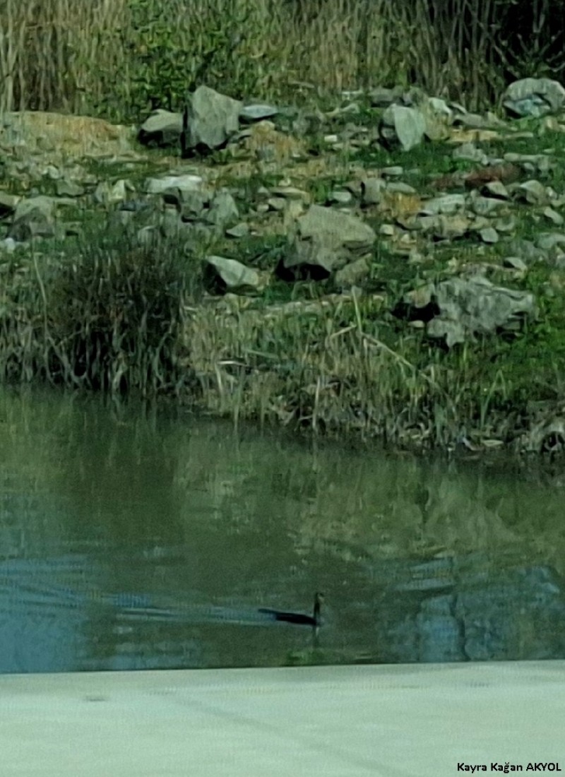 Karabatak
